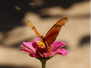 BORBOLETAS SOBRE FLOR COM MOSQUITOS