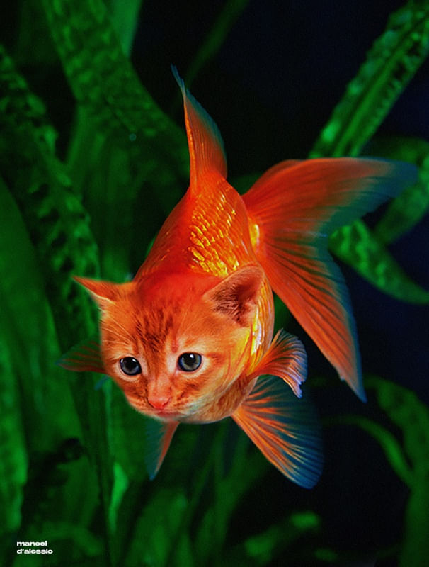CATFISH