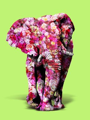 ELEFANTE FLOWERS