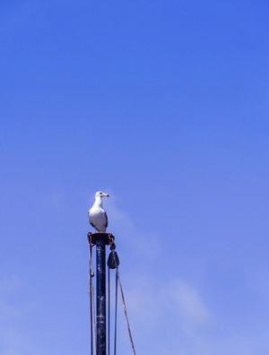 GAIVOTA PONTUAL