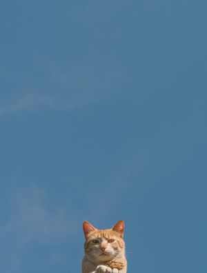 GATO EM SEU BANHO DE SOL MATINAL