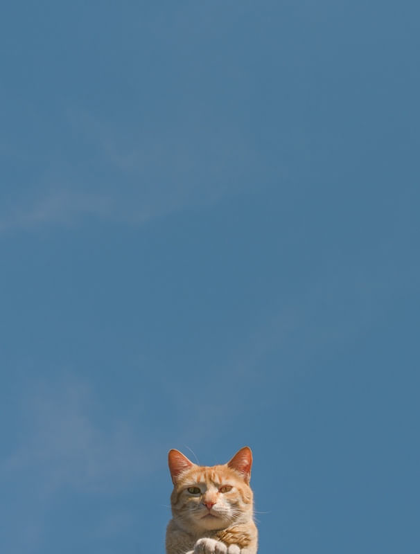 GATO EM SEU BANHO DE SOL MATINAL