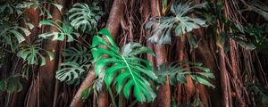 CENAS DA NATUREZA - COSTELAS DE ADÃO IV - PANORAMA