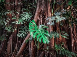 CENAS DA NATUREZA - COSTELAS DE ADÃO IV - PAISAGEM