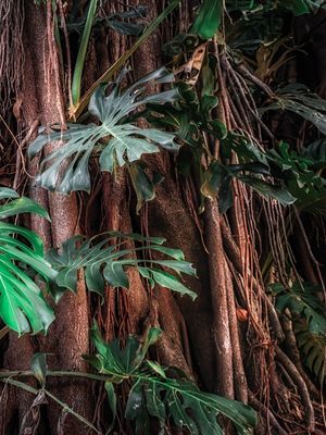 CENAS DA NATUREZA - COSTELAS DE ADÃO IV - DÍPTICO DIREITA
