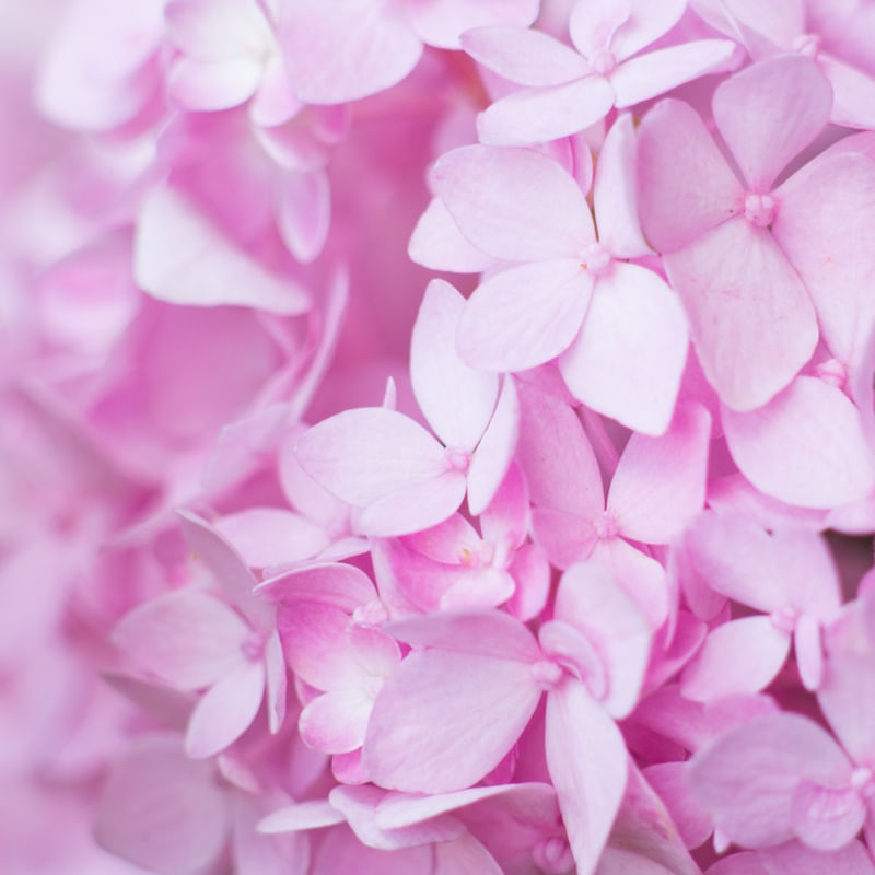 HORTENSIAS ROSAS