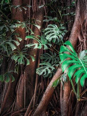 CENAS DA NATUREZA - COSTELAS DE ADÃO IV - DÍPTICO ESQUERDA