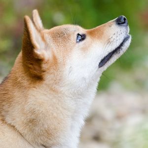 WONDER SHIBA INU