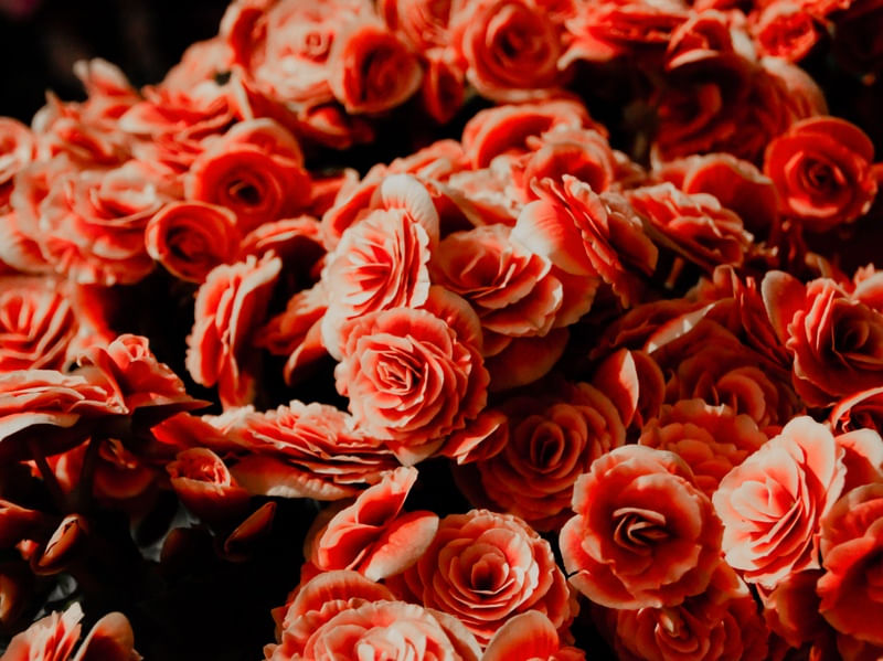 FLOR DE BEGÔNIA