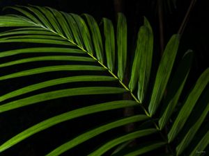 URBAN JUNGLE II