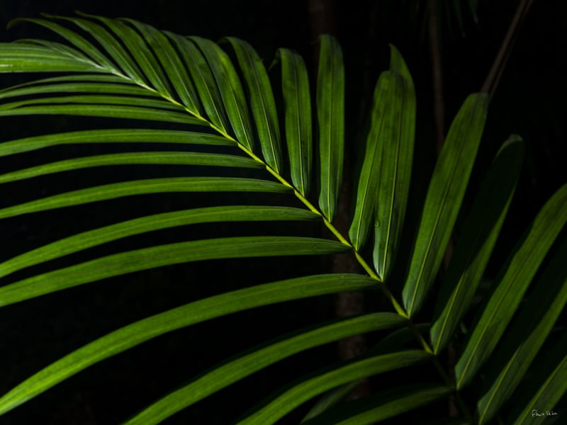 URBAN JUNGLE II
