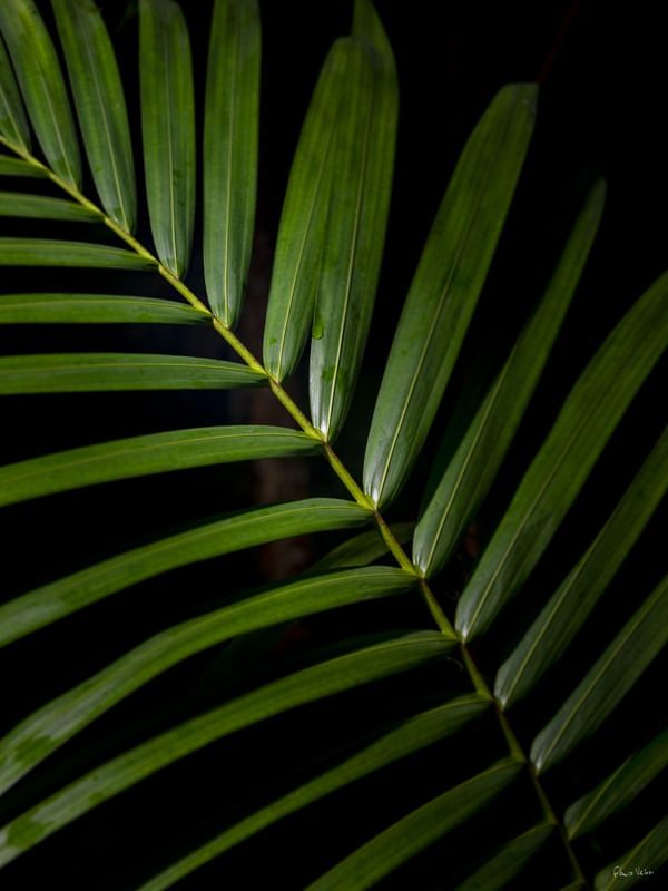 URBAN JUNGLE III