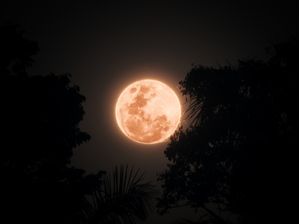 SALMON MOON