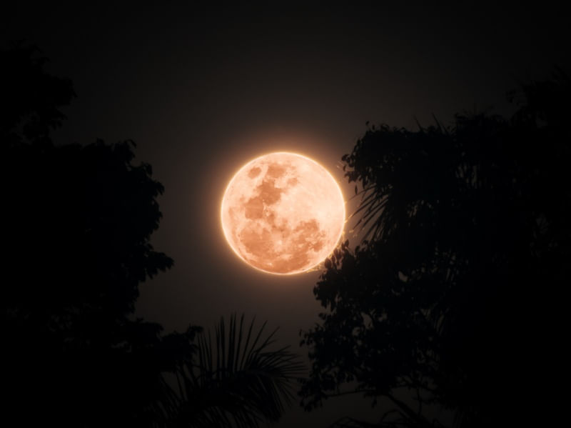 SALMON MOON