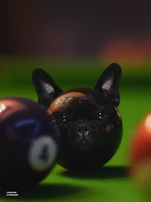 DOG BALL