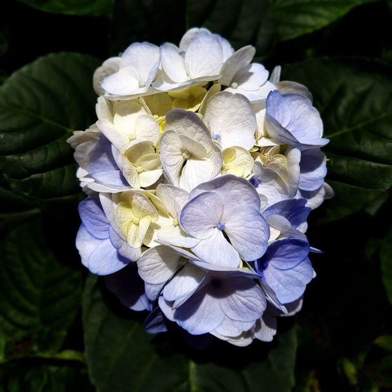 NATUREZA COR 086 LV
