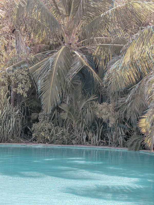 POOL AND COCONUT TREE