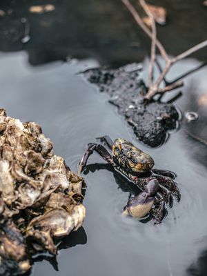 LIFE OF A CRAB