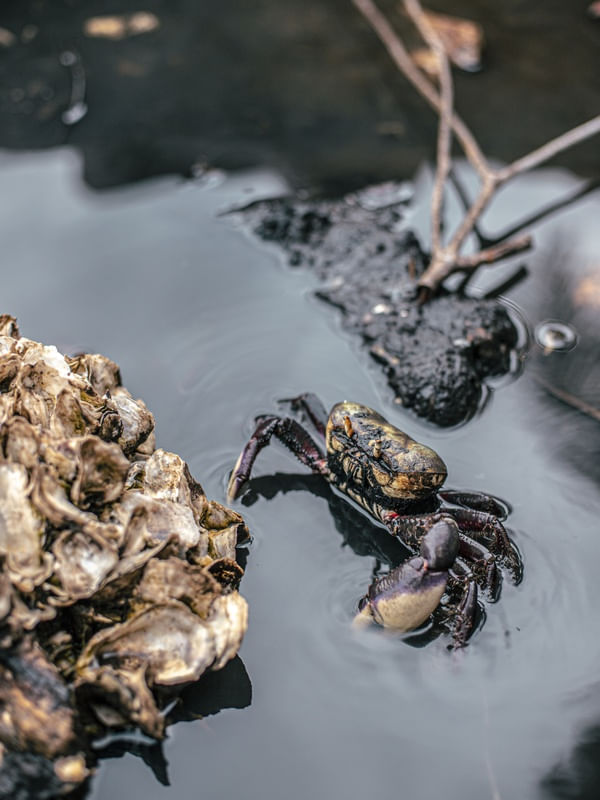 LIFE OF A CRAB