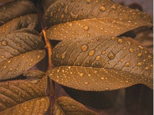 GOLDEN DROPS