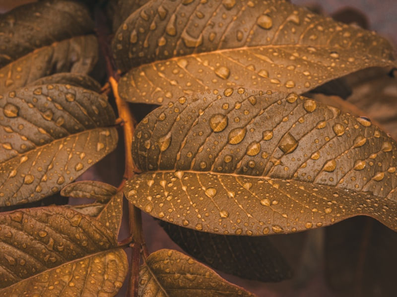 GOLDEN DROPS