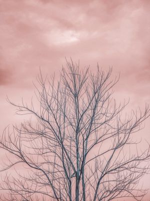 PAINTED TWIGS