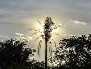 LUZ DA PALMEIRA