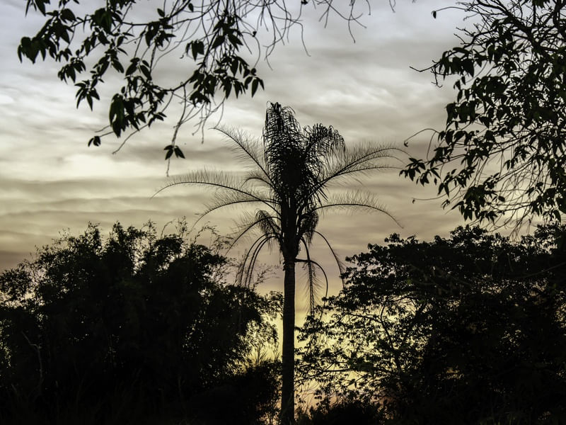 PALMEIRA EM SILHUETA