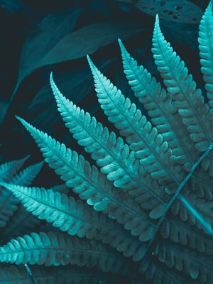 TURQUOISE FERN