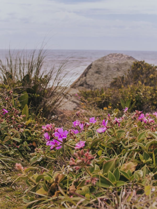 FLORES NA PRAIA - LAGUNA