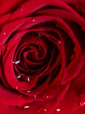 INSIDE THE ROSE
