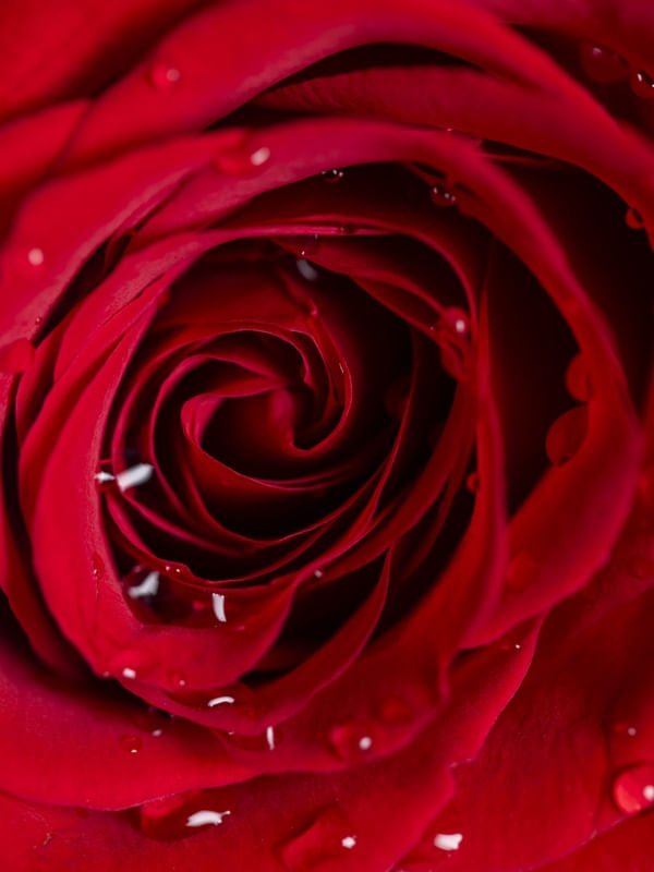INSIDE THE ROSE