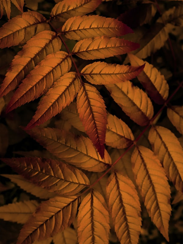 ORANGE FOLIAGE