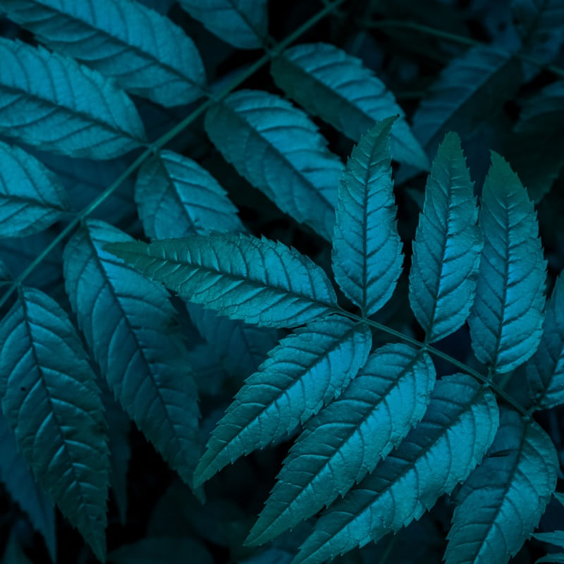 BLUE FOLIAGE