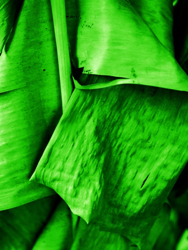 NATUREZA RÚSTICA FOLHA VERDE DE BANANEIRA ARTISTA GLORIA RIMES