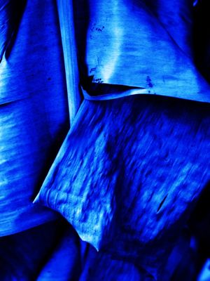 NATUREZA RÚSTICA FOLHA AZUL DE BANANEIRA ARTISTA GLORIA RIMES