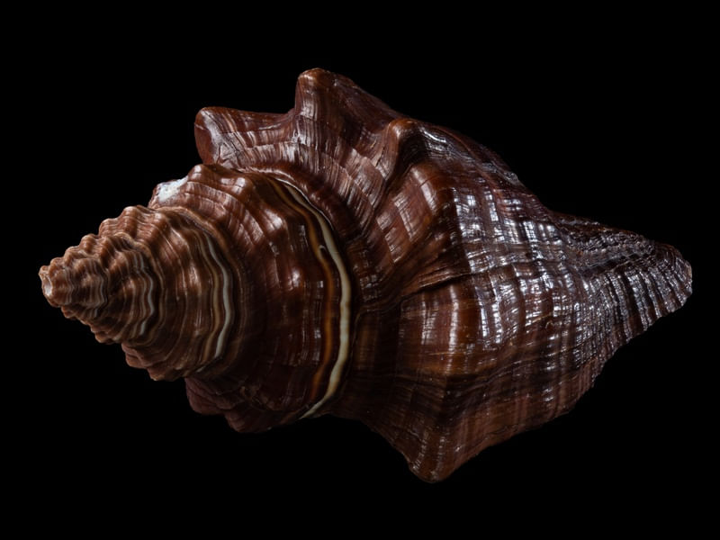 SEASHELL 1
