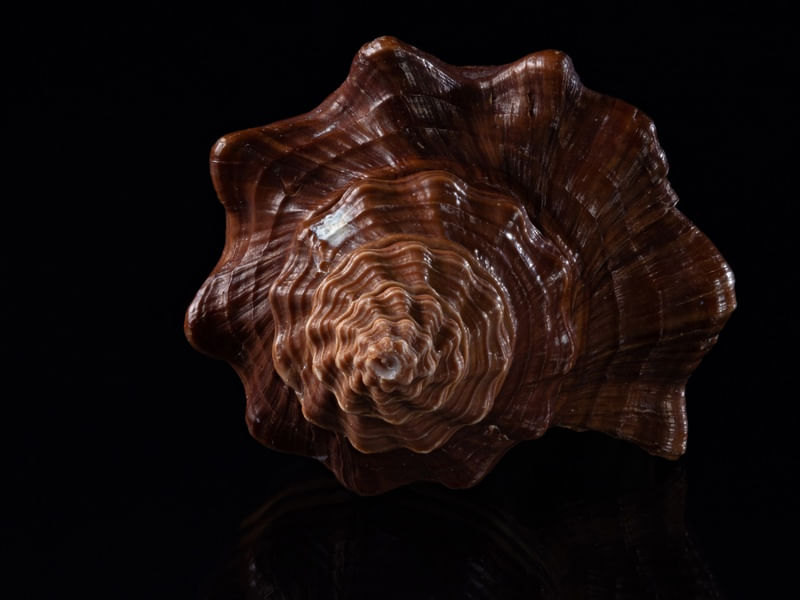 SEASHELL 2