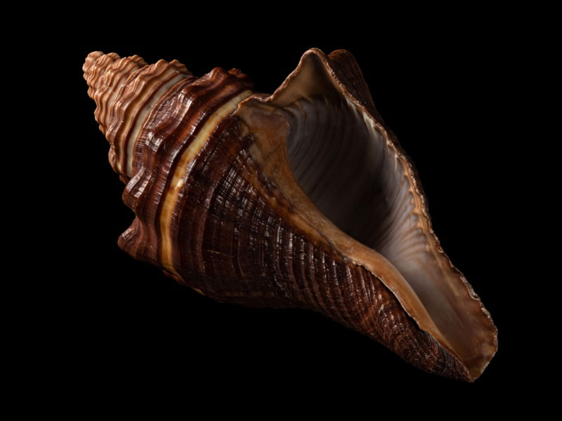SEASHELL 4