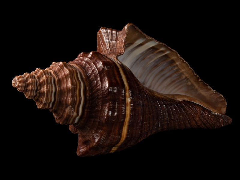SEASHELL 5