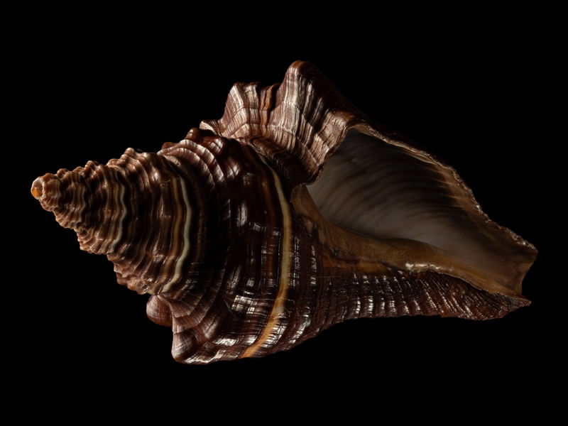 SEASHELL 6