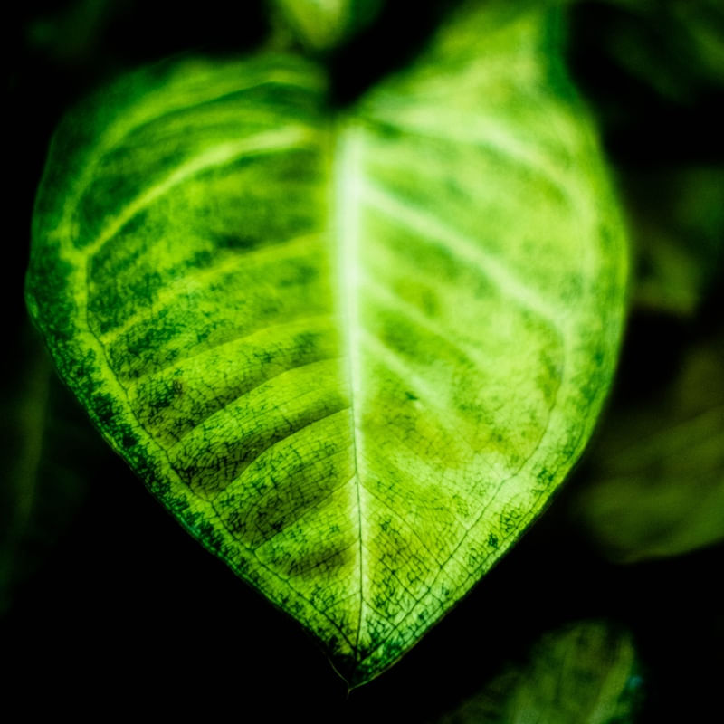 NATÚ GREEN 01