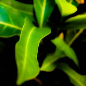 NATÚ GREEN 02