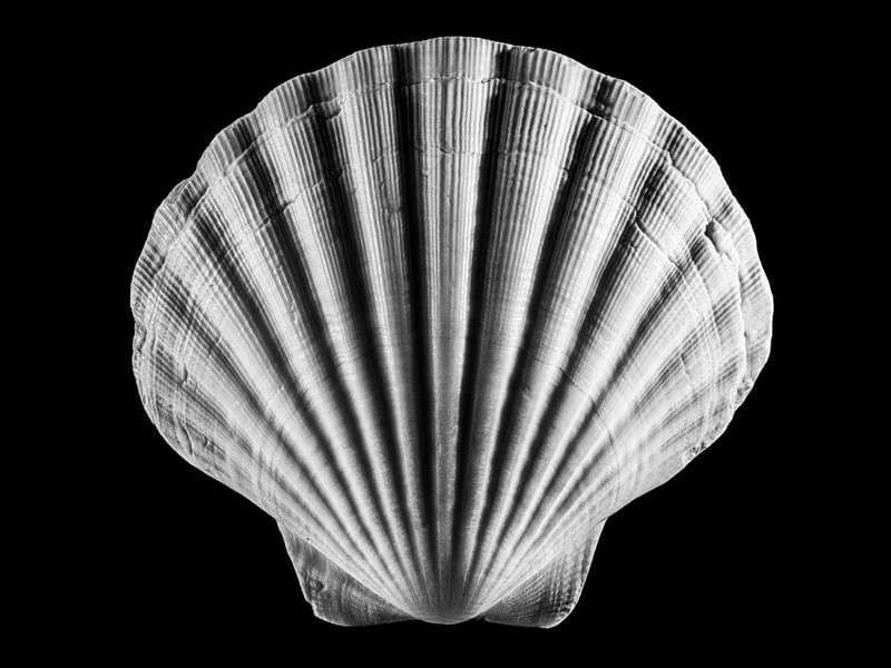 COQUILLES 1