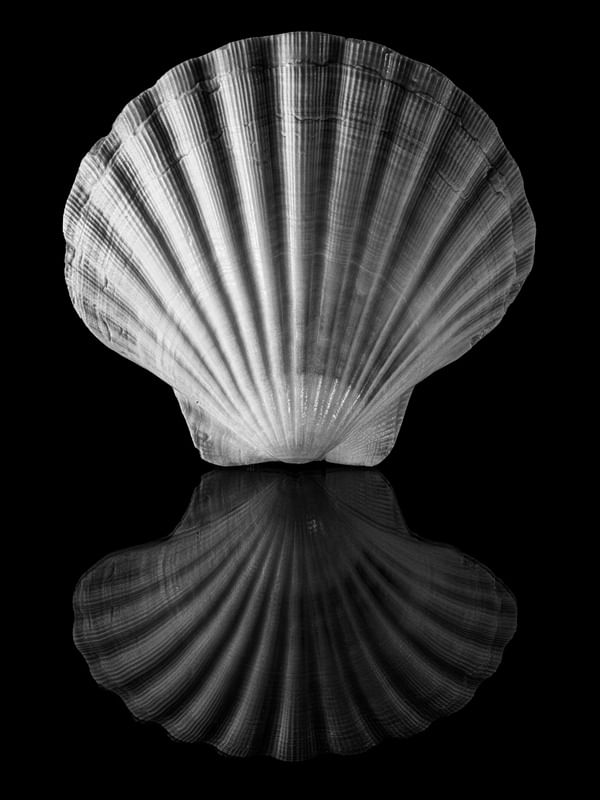 COQUILLES 2