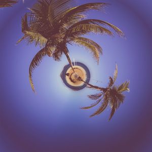 PURPLE COCONUT