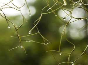 GOTAS DE ORVALHO - PAISAGEM