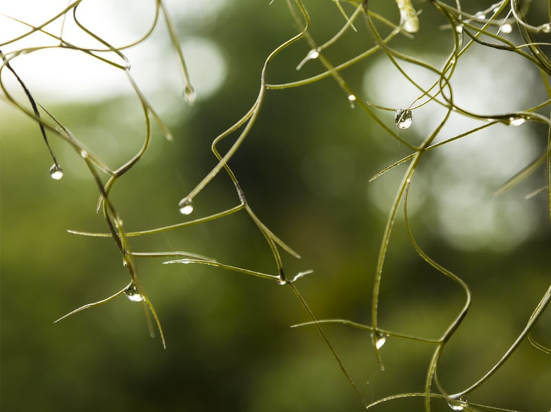 GOTAS DE ORVALHO - PAISAGEM