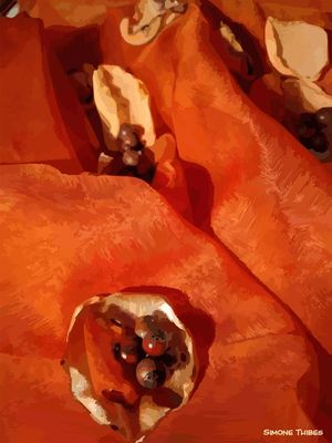 MAR VERMELHO 4