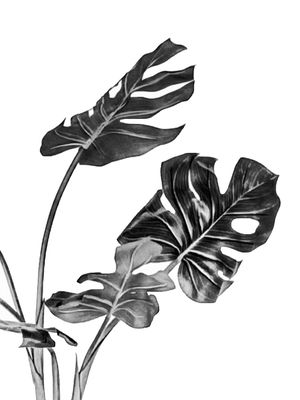 MONSTERA BLACK AND WHITE 02